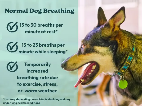 My Dog Is Shaking And Breathing Heavy